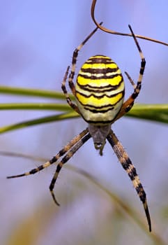 Macro zebra spider Argiope bruennichi in front of a blue sky