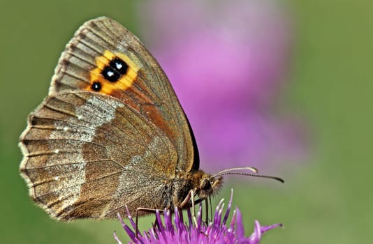 Macro Grey-banded Moor Erebia aethiops
