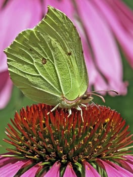 Macro lemon butterfly Gonepteryx rhamni