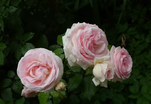 beautiful rose petals with dew drops