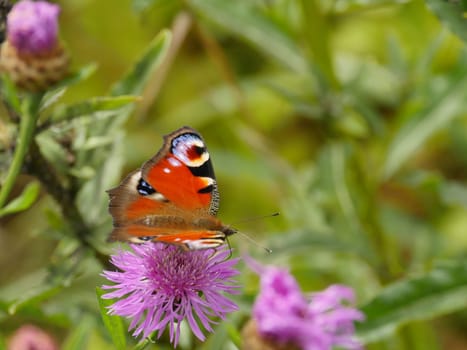 butterfly peacock drinks sweet nectar on a flower cornflower close up