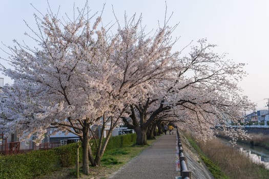 Tottori City is located in western Japan along the coast of the Sea of Japan. Tottori is most famous for its sand dunes, ruins of the former castle and sakura tunnel along Fukura river.