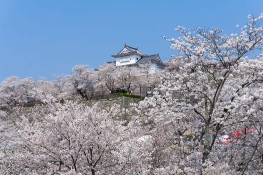 Tsuyama Castle was built about 400 years ago. It has been selected as one of Japan’s top 100 castles and has earned a spot as one of Japan’s top 100 cherry blossom sites. The Tsuyama Cherry Blossom  gives visitors the chance to experience the park’s 1,000 trees.