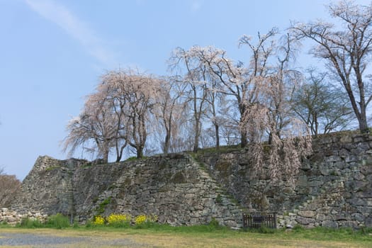 Tsuyama Castle was built about 400 years ago. It has been selected as one of Japan’s top 100 castles and has earned a spot as one of Japan’s top 100 cherry blossom sites. The Tsuyama Cherry Blossom  gives visitors the chance to experience the park’s 1,000 trees.