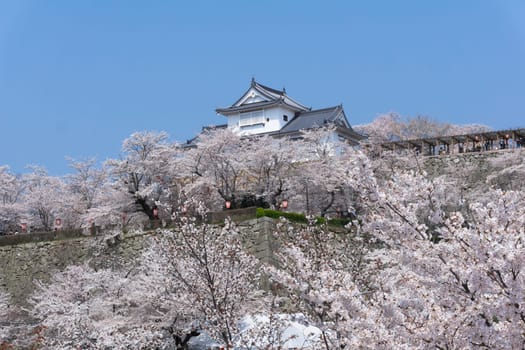 Tsuyama Castle was built about 400 years ago. It has been selected as one of Japan’s top 100 castles and has earned a spot as one of Japan’s top 100 cherry blossom sites. The Tsuyama Cherry Blossom  gives visitors the chance to experience the park’s 1,000 trees.