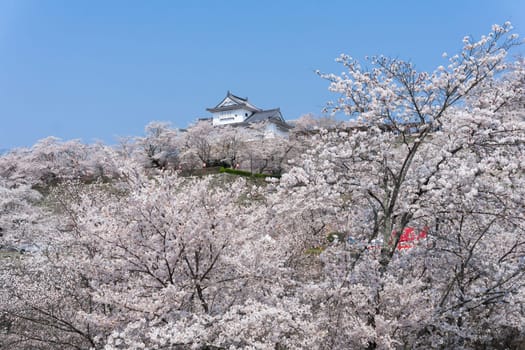 Tsuyama Castle was built about 400 years ago. It has been selected as one of Japan’s top 100 castles and has earned a spot as one of Japan’s top 100 cherry blossom sites. The Tsuyama Cherry Blossom  gives visitors the chance to experience the park’s 1,000 trees.