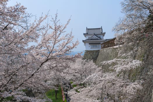 Tsuyama Castle was built about 400 years ago. It has been selected as one of Japan’s top 100 castles and has earned a spot as one of Japan’s top 100 cherry blossom sites. The Tsuyama Cherry Blossom  gives visitors the chance to experience the park’s 1,000 trees.