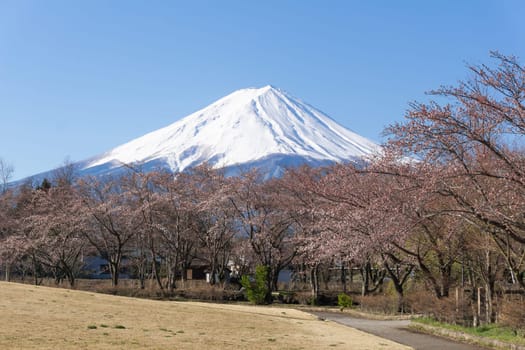 Northern Shores of Kawaguchiko where cherry trees are planted for 1.2km along the lake and Chureito Pagoda are the most scenic views can be captured cherry blossoms and Mt.Fuji.