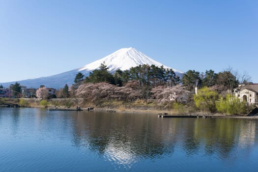 Northern Shores of Kawaguchiko where cherry trees are planted for 1.2km along the lake and Chureito Pagoda are the most scenic views can be captured cherry blossoms and Mt.Fuji.