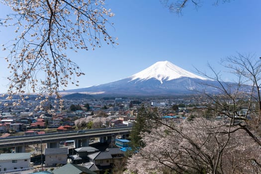 Northern Shores of Kawaguchiko where cherry trees are planted for 1.2km along the lake and Chureito Pagoda are the most scenic views can be captured cherry blossoms and Mt.Fuji.