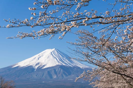 Northern Shores of Kawaguchiko where cherry trees are planted for 1.2km along the lake and Chureito Pagoda are the most scenic views can be captured cherry blossoms and Mt.Fuji.