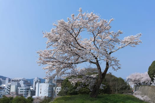 Tsuyama Castle was built about 400 years ago. It has been selected as one of Japan’s top 100 castles and has earned a spot as one of Japan’s top 100 cherry blossom sites. The Tsuyama Cherry Blossom  gives visitors the chance to experience the park’s 1,000 trees.