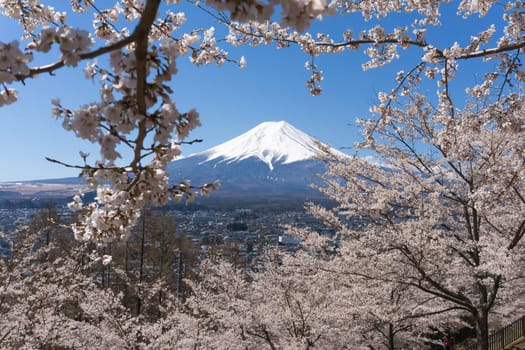Northern Shores of Kawaguchiko where cherry trees are planted for 1.2km along the lake and Chureito Pagoda are the most scenic views can be captured cherry blossoms and Mt.Fuji.