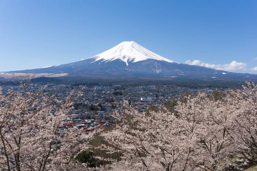 Northern Shores of Kawaguchiko where cherry trees are planted for 1.2km along the lake and Chureito Pagoda are the most scenic views can be captured cherry blossoms and Mt.Fuji.