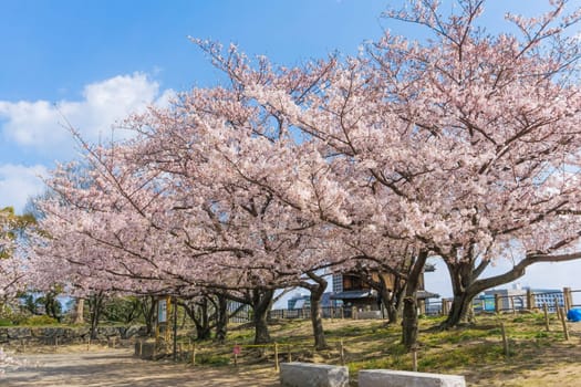 The ruins of Fukuoka Castle are located in the middle of the city in Maizuru Park. It was built in the beginning of the 17th century and used to be the largest castle on Kyushu.