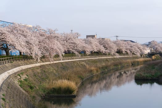 Tottori City is located in western Japan along the coast of the Sea of Japan. Tottori is most famous for its sand dunes, ruins of the former castle and sakura tunnel along Fukura river.