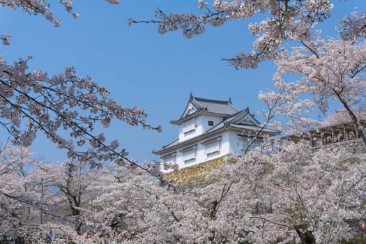 Tsuyama Castle was built about 400 years ago. It has been selected as one of Japan’s top 100 castles and has earned a spot as one of Japan’s top 100 cherry blossom sites. The Tsuyama Cherry Blossom  gives visitors the chance to experience the park’s 1,000 trees.