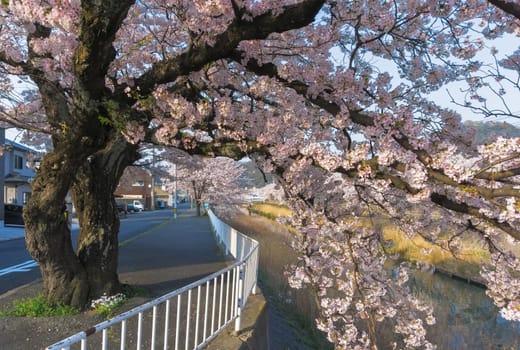 Tottori City is located in western Japan along the coast of the Sea of Japan. Tottori is most famous for its sand dunes, ruins of the former castle and sakura tunnel along Fukura river.