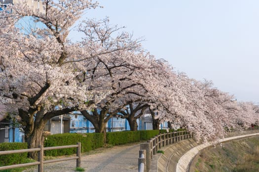 Tottori City is located in western Japan along the coast of the Sea of Japan. Tottori is most famous for its sand dunes, ruins of the former castle and sakura tunnel along Fukura river.