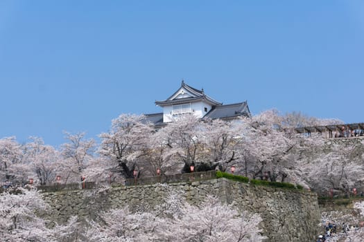 Tsuyama Castle was built about 400 years ago. It has been selected as one of Japan’s top 100 castles and has earned a spot as one of Japan’s top 100 cherry blossom sites. The Tsuyama Cherry Blossom  gives visitors the chance to experience the park’s 1,000 trees.