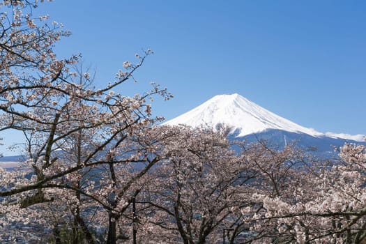 Northern Shores of Kawaguchiko where cherry trees are planted for 1.2km along the lake and Chureito Pagoda are the most scenic views can be captured cherry blossoms and Mt.Fuji.