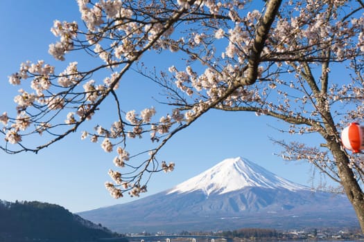 Northern Shores of Kawaguchiko where cherry trees are planted for 1.2km along the lake and Chureito Pagoda are the most scenic views can be captured cherry blossoms and Mt.Fuji.