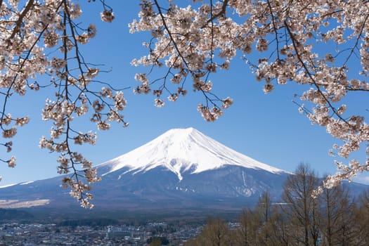 Northern Shores of Kawaguchiko where cherry trees are planted for 1.2km along the lake and Chureito Pagoda are the most scenic views can be captured cherry blossoms and Mt.Fuji.