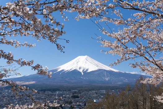Northern Shores of Kawaguchiko where cherry trees are planted for 1.2km along the lake and Chureito Pagoda are the most scenic views can be captured cherry blossoms and Mt.Fuji.