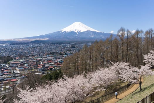 Northern Shores of Kawaguchiko where cherry trees are planted for 1.2km along the lake and Chureito Pagoda are the most scenic views can be captured cherry blossoms and Mt.Fuji.