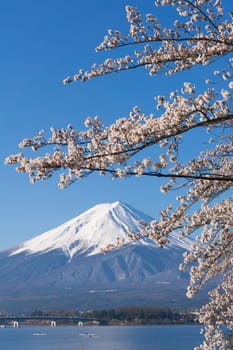 Northern Shores of Kawaguchiko where cherry trees are planted for 1.2km along the lake and Chureito Pagoda are the most scenic views can be captured cherry blossoms and Mt.Fuji.
