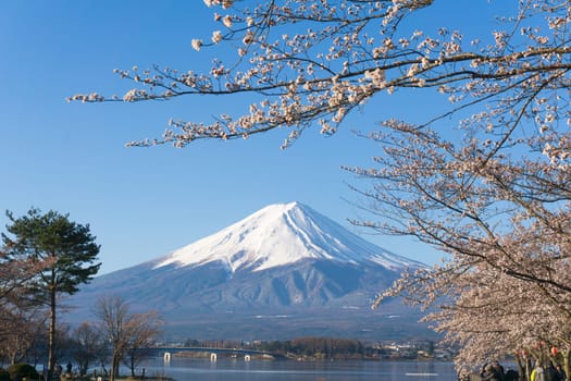 Northern Shores of Kawaguchiko where cherry trees are planted for 1.2km along the lake and Chureito Pagoda are the most scenic views can be captured cherry blossoms and Mt.Fuji.