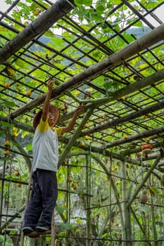 Wullingyuan, China -  August 2019 : Chinese old man collecting Luffa gourd vegetable, also known as Snake Gourd, growing high in agriculture countryside farm