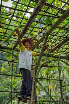 Wullingyuan, China -  August 2019 : Chinese old man collecting Luffa gourd vegetable, also known as Snake Gourd, growing high in agriculture countryside farm