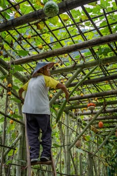 Wullingyuan, China -  August 2019 : Chinese old man collecting Luffa gourd vegetable, also known as Snake Gourd, growing high in agriculture countryside farm