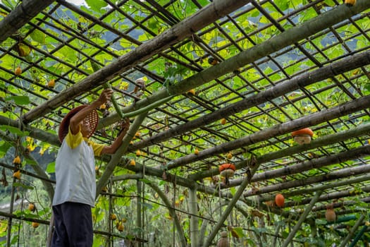 Wullingyuan, China -  August 2019 : Chinese old man collecting Luffa gourd vegetable, also known as Snake Gourd, growing high in agriculture countryside farm