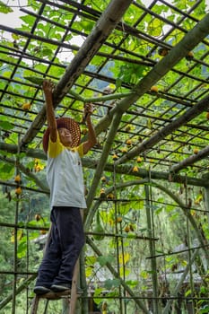Wullingyuan, China -  August 2019 : Chinese old man collecting Luffa gourd vegetable, also known as Snake Gourd, growing high in agriculture countryside farm