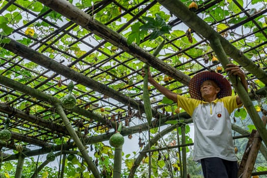 Wullingyuan, China -  August 2019 : Chinese old man collecting Luffa gourd vegetable, also known as Snake Gourd, growing high in agriculture countryside farm