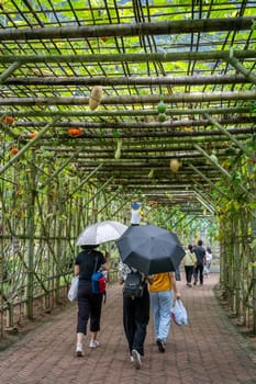 Wullingyuan, China -  August 2019 : People with umbrellas walking on a sidewalk going under the growing Luffa gourd vegetable, also known as Snake Gourd, agriculture countryside farm
