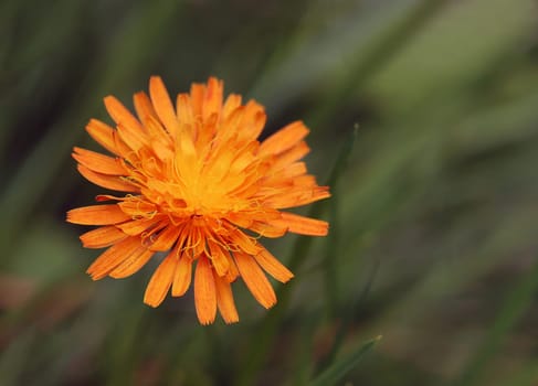 Orange-red hawkweed Hieracium aurantiacum