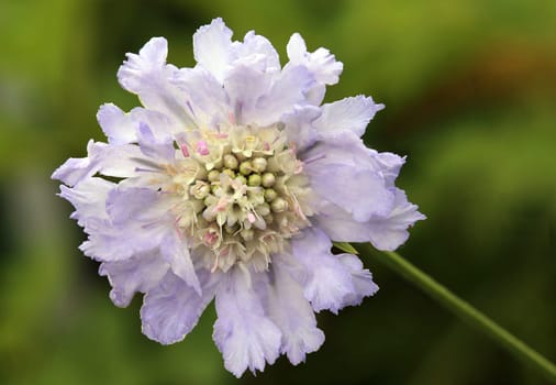 Macro Caucasian widowflower Scabiosa caucasia