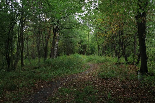 footpath in the forest, cloudy autumn day