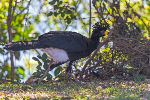 A Bare Faced Curassow Running in the Wetlands of the Pantanal in Brazil