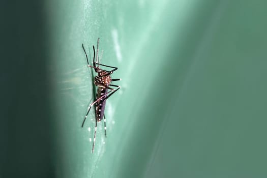 Close-up of a ring midge. Mosquito with stripes.