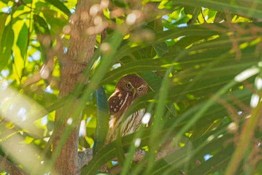 A Ferruginous pygmy owl hiding in a tree during daylight hours in the Pantnal in Brazil