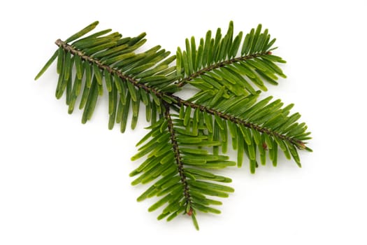 Fir Twig On White, close up of christmas decoration