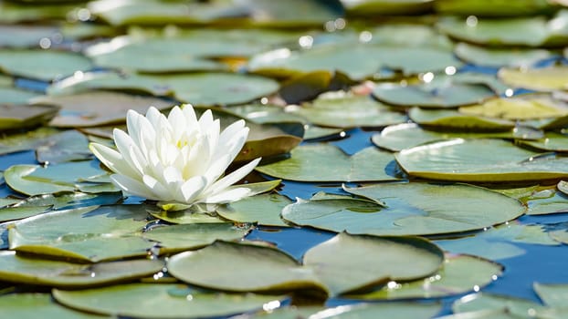 White lotus flower and lush waterlily foliage on water surface of natural lake