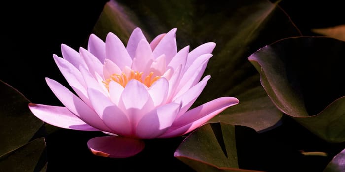 Magic pink water lily flower glowing in romantic moonlight on dark night background