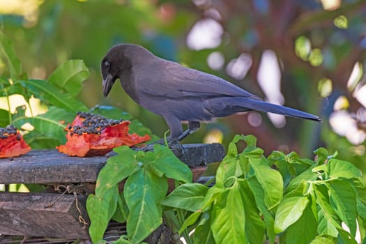 Giant Cowbird Feeding on a Mango in the Pantnal in Brazil