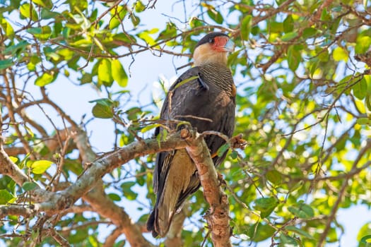 Southern Crested Caracara in a Tree in the Pantanal in Brazil