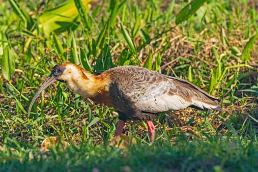 A Buff Necked Ibis Covered in seeds in a wetland in the Pantanal in Brazil